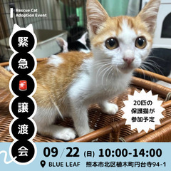 熊本市9/22(日)ねこのて緊急譲渡会の画像