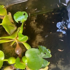 メダカの画像
