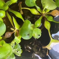 メダカの画像