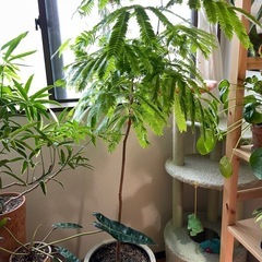 観葉植物
エバーフレッシュ　