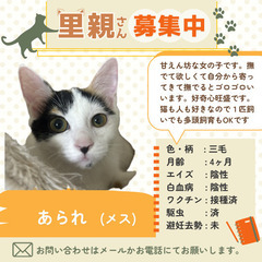 三毛猫のあられちゃん