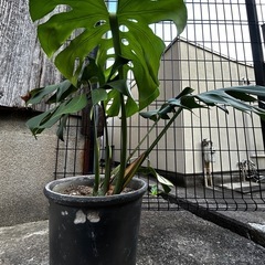 観葉植物 モンステラ 三河銀菊鉢付き　高さ約65cm
の画像