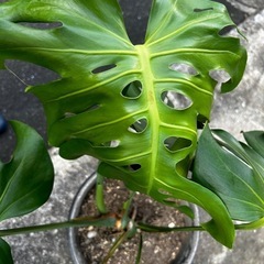 観葉植物 モンステラ 三河銀菊鉢付き　高さ約65cm
の画像