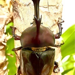 国産カブトムシの画像