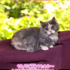 10/6(日)譲渡会。生後４か月短足マンチカン♀(⋈◍＞◡＜◍)。✧♡