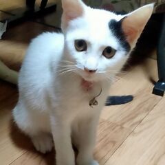 私の家族になってください！