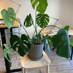 【9/20まで　観葉植物お譲りします】モンステラ