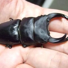 奈良県産オオクワガタ F6 ♂70ミリ ♀45ミリ ペアの画像