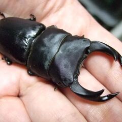 奈良県産オオクワガタ F6 ♂70ミリ ♀45ミリ ペアの画像