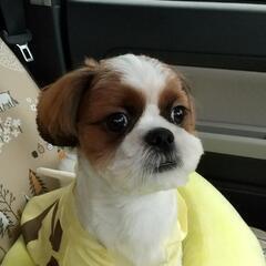 わんちゃん