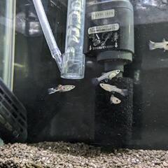 ミックスグッピーの稚魚10匹