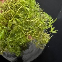 水草 めだか 金魚 熱帯魚 水槽