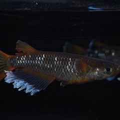 垂水様本人作オランジェ稚魚6匹　めだか　メダカ