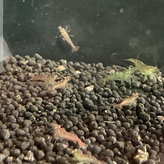 ミナミヌマエビ1匹10円