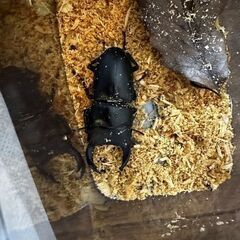 クワガタ　ペア