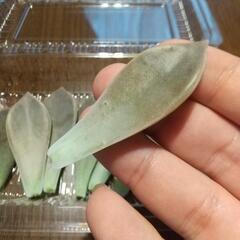 多肉植物 朧月 葉 ２０枚セット