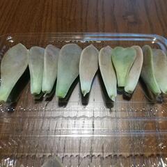 多肉植物 朧月 葉 ２０枚セットの画像