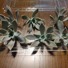 多肉 朧月 カット苗 ６カット の画像