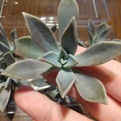 多肉 朧月 カット苗 ６カット 
