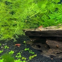 レッドチェリーシュリンプ🦐の画像