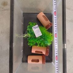 水槽400✕250✕280・隠れ家3つ・藻もどき未使用品の画像