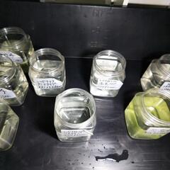メダカの24時間無人販売の画像