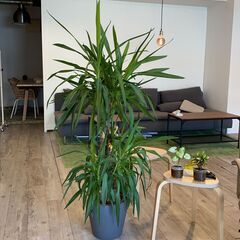 【9/20まで　観葉植物お譲りします】ユッカ（青年の木）