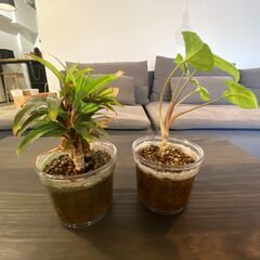 【今日まで　観葉植物お譲りします】卓上サイズ　ハイドロカルチャー