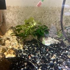 アヌビアスナナミニの画像