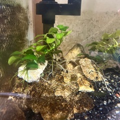 アヌビアスナナミニ