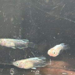 メダカ　エンゼルの画像