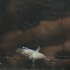 メダカ　エンゼルの画像