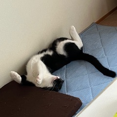 子猫の里親募集してます − 宮城県