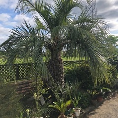 ココスヤシ　希少　ドワーフ　太幹　幹高約1.3m ココスヤシ 希少 ドワーフ 太幹 幹高約1.3m fit=scale-down,w=1200