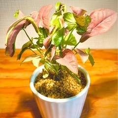 陶器鉢付き！珍しいピンク色の可愛い観葉植物