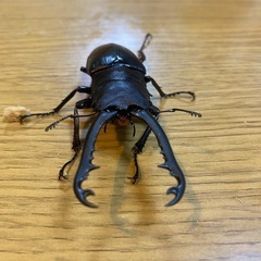 ギラファノコギリクワガタ　ペアの画像