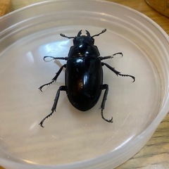 ギラファノコギリクワガタ　ペアの画像