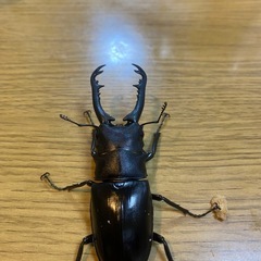 ギラファノコギリクワガタ　ペアの画像