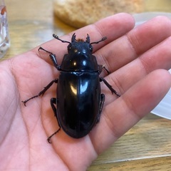 ギラファノコギリクワガタ　ペアの画像