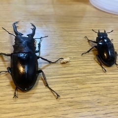 ギラファノコギリクワガタ　ペア