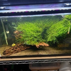 ウィローモス 40ｇ  流木のオマケ付き 