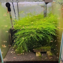 ウィローモス 40ｇ  流木のオマケ付き の画像