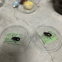 メタリフェルホソアカクワガタ♀♀