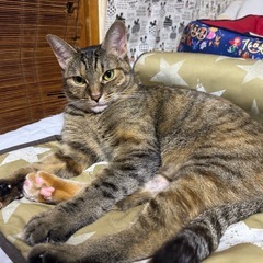 キジトラの女の子　去勢済み　マイクロチップ装着済み