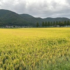 令和6年新米　滋賀県産コシヒカリ（近江米）玄米30Kg分（精米は...