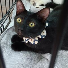 トライアル中です。一旦募集停止いたします。黒猫５か月元気で人懐こい😻