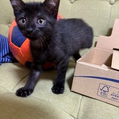 生後1か月半くらいの黒猫の仔猫女の子です。