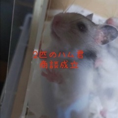 ハムスター オス 3ヶ月
