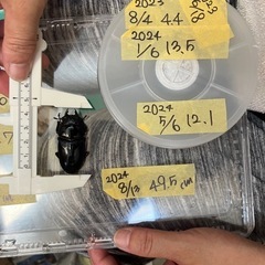 今年羽化した能勢YG847系オオクワガタ ♀メス成虫49.5mm