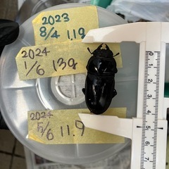 今年羽化した能勢YG847系オオクワガタ ♀メス48.8mm